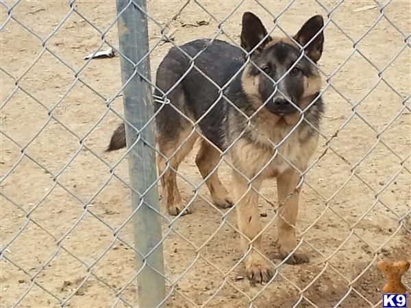 German Shepherd dog